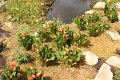 Disa-Orchidee   012